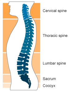 Image Showing Affected Areas of the Spine For Back Complaints